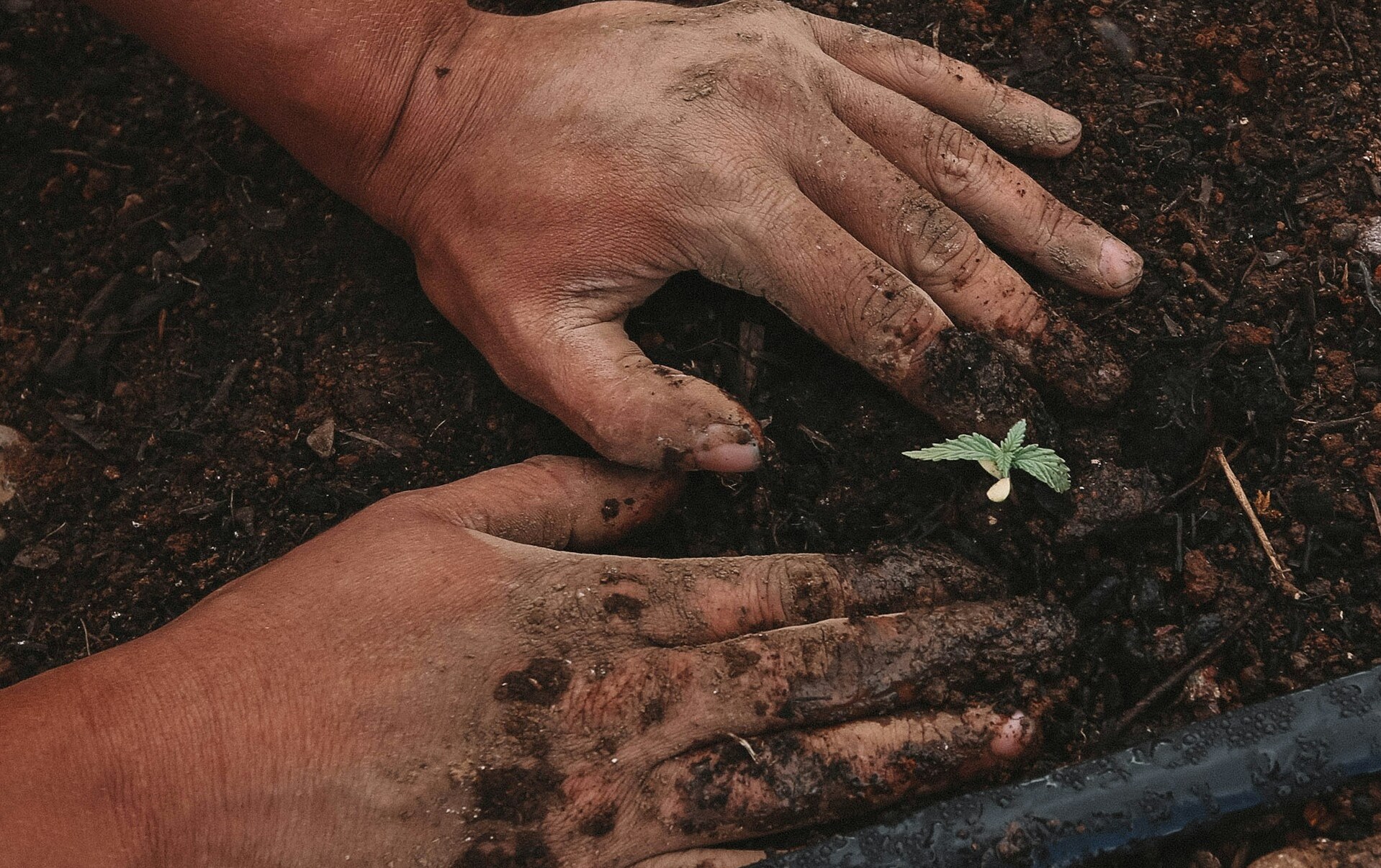 A gardener applying GEME compost to potted plants, showing proper technique and compost texture